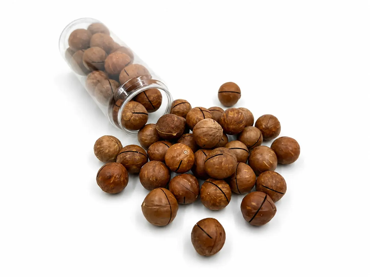 In-Shell Macadamia Nuts thumbnail 12