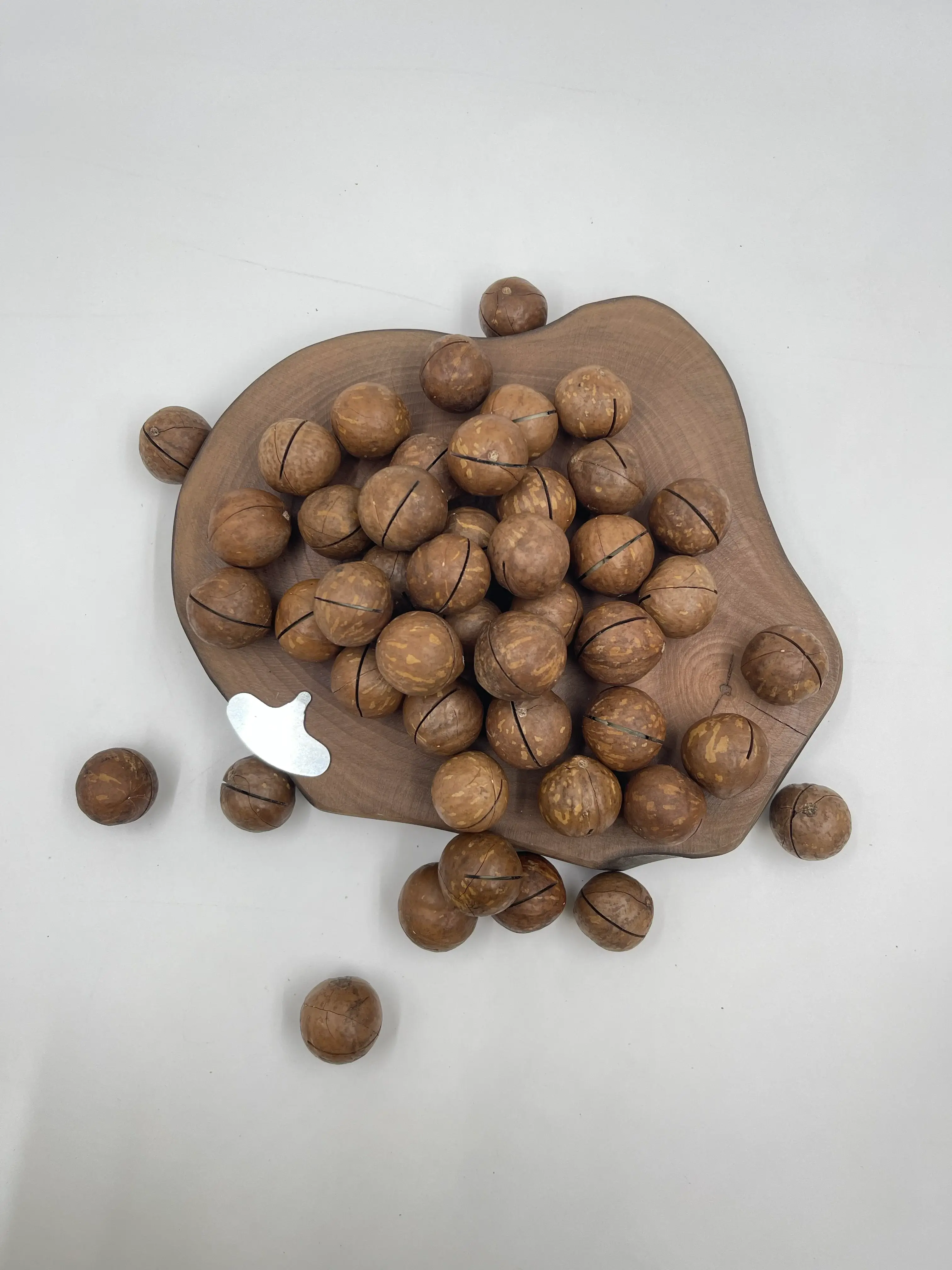 In-Shell Macadamia Nuts thumbnail 5